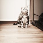 ねこ_03